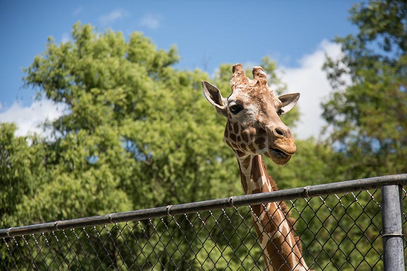 Giraffe at Bronx Zoo