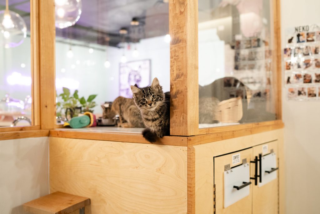 inside of the Neko Cat Cafe