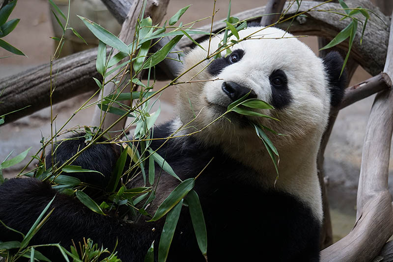 panda at zoo in atlanta