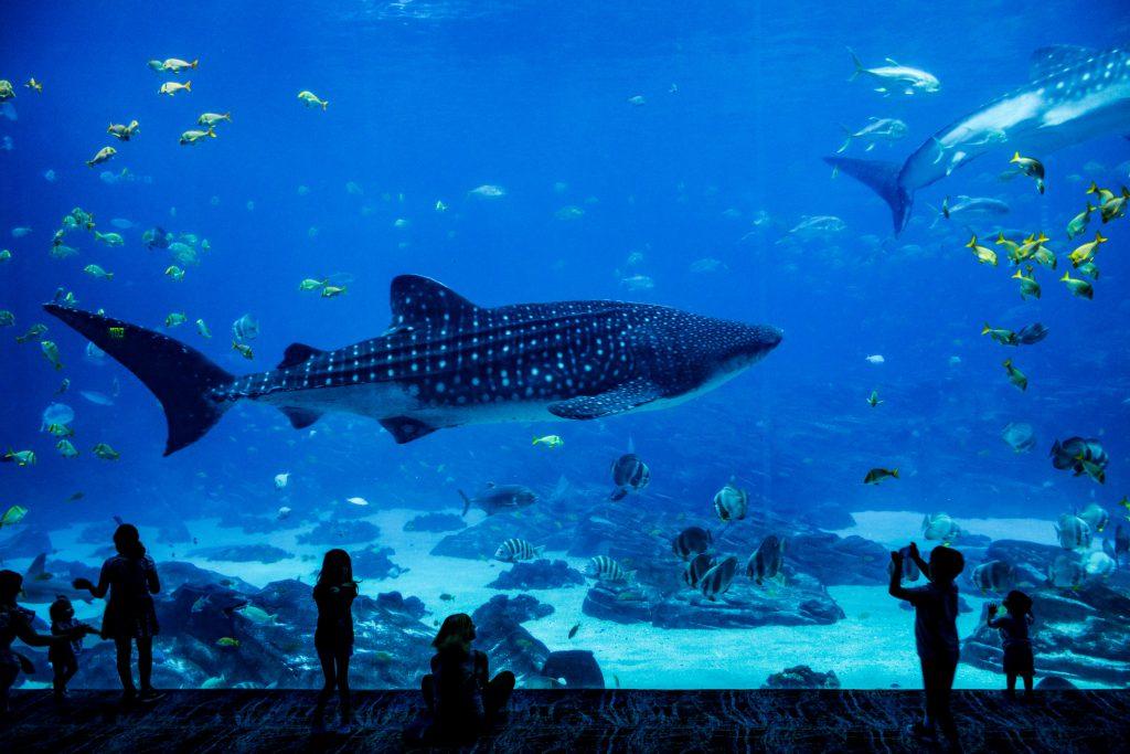 Shark at Georgia Aquarium. Atlanta, GA. 