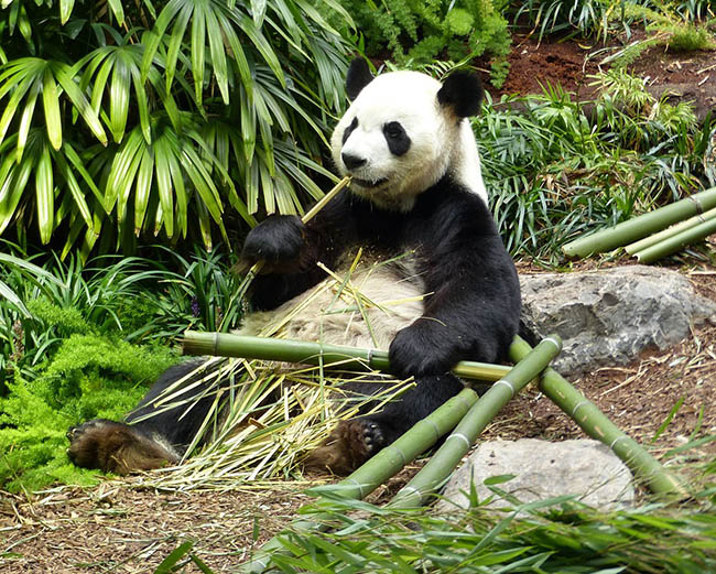 panda at the calgary zoo