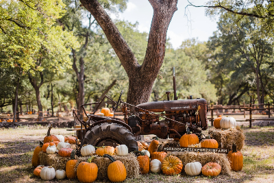 Decorative truck with many pumpkins on and all around it.