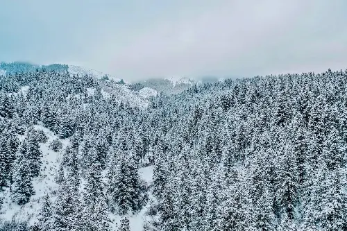 Snowcapped trees decorating a mountain.
