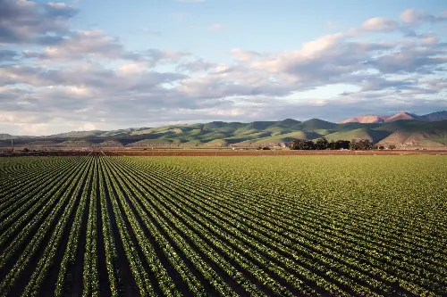 Large green field of grape vines with mountains in the background.