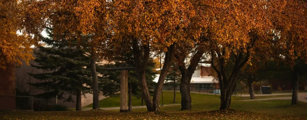 Fall foliage in Flagstaff, AZ.